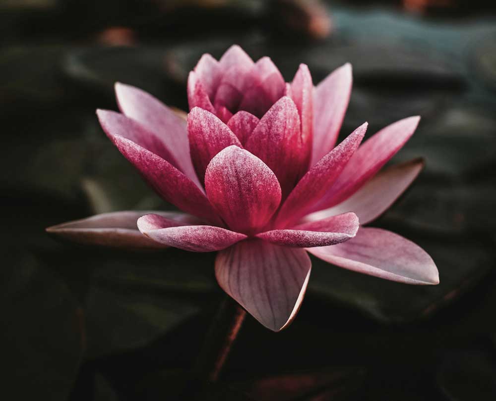 Lotus-kl